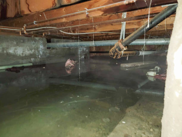 Best Flood damage cleanup  in Twin Lake, MI